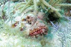 Scorpion fish on Molasses reef, Key Larg,Fl by Joe Quinn 